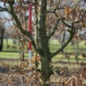 Carpinus betulus - 4