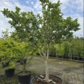 Magnolia 'Susan' - 1