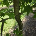 Liquidambar Styraciflua - 2