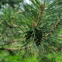 Pinus sylvestris - Foto 1
