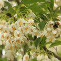 Styrax japonicus - 2