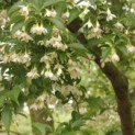 Styrax japonicus - 1