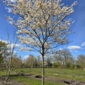 Amelanchier lamarckii - 4