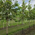Morus rubra 'Wellington' - Foto 1