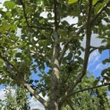 Malus domestica 'Zoete Aagt' - Foto 5