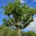 Platanus hispanica - 2