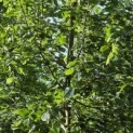 Tilia x europaea 'Euchlora' - 1