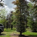 Fagus sylvatica 'Atropunicea' - Foto 2