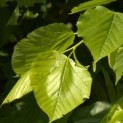 #865 Tilia platyphyllos Großblättrige Linde