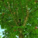 Aesculus pavia var. discolor - Afbeelding 3