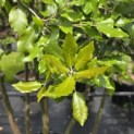 Quercus ilex - 3
