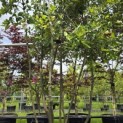 Quercus ilex - 2