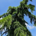 Cedrus deodara 'Pendula' - 3 mei 2024 vak E