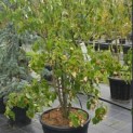 Cornus kousa 'Weisse Fontaine' - Foto 1