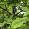 Magnolia tripetala - 2