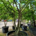 Carpinus betulus - Foto 1