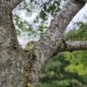 Gleditsia triacanthos ‘Draves' - 8
