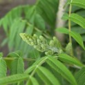 Rhus typhina - Foto 1