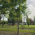 Gymnocladus dioica - Foto 4