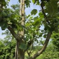 Malus domestica 'Rode Boskoop' - mei 2026