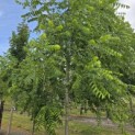 Juglans nigra - Foto 1