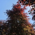 Fagus sylvatica 'Atropunicea' - Foto 2