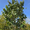 Cercis chinensis 'Avondale' - 1