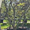 Hydrangea paniculata 'Pinky Winky' - Foto 6
