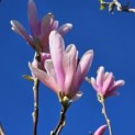Magnolia 'Heaven Scent' - Foto 1
