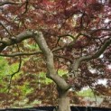Acer palmatum 'Garnet' - 1