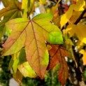 Liquidambar styraciflua - 2