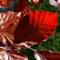Fagus sylvatica 'Atropunicea' - impressie bruine/rode beuk in het voorjaar