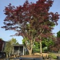 acer palmatum 'Atropurpureum' - Foto 1