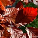 Fagus sylvatica 'Atropunicea' - impressie kleurnuances rode of bruine beuk voorjaarsrood