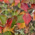 Cornus kousa 'Venus' - 2