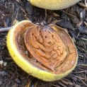 Prunus dulcis - Foto 1