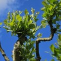 Platanus x hispanica 'Alphen's Globe' - 4