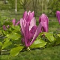 Magnolia 'Susan' - 2