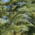 Cedrus deodara - 4