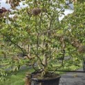 Parrotia persica - 3