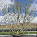 Salix 'Rosmarinifolia' - maart 2026
