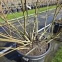 Salix 'Rosmarinifolia' - 2