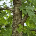 Liquidambar styraciflua - 5