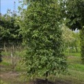 Nyssa sylvatica - 5