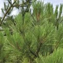 Pinus nigra 'Nigra' - 5