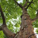 Acer griseum x nikoense - Foto 4