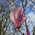 Magnolia 'Betty' - 4