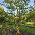 Acer campestre - 2