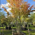 Parrotia persica - 1