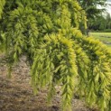 Cedrus deodara 'Aurea' - 2